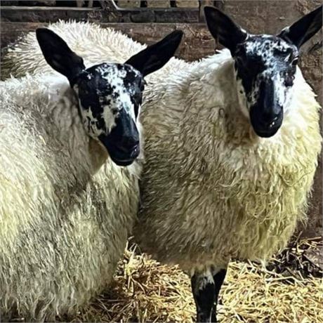 2 Milford Ewe Lambs