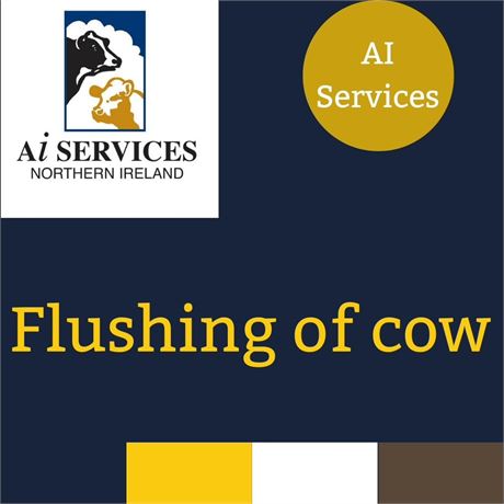 Flushing of Cow