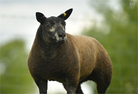 Sheep Trimming by Ian Donald