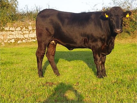 Recipient heifer (FR x LM) carrying a pedigree BB bull calf