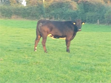 Recipient heifer (FR X LM) pregnant with a white pedigree BB bull calf