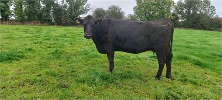 Recipient cow (FR x AA) pregnant with a Red/Roan commercial heifer calf