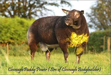 Cleenagh Paddy Power (x4 Doses)