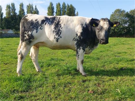 Recipient heifer (FR x BB) carrying a pedigree Limousin heifer calf