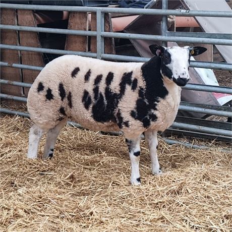 Pedigree Dutch Spotted Ewe Lamb