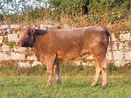 Recipient heifer (FR x CH) pregnant with a white pedigree BB bull calf