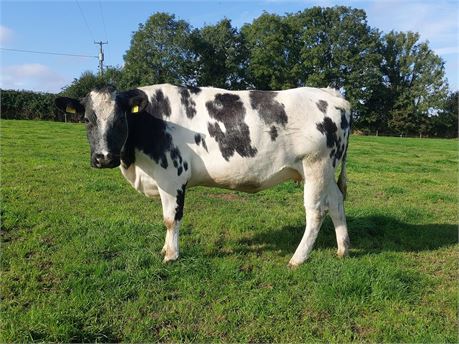 Recipient heifer (FR x BB) carrying a pedigree Limousin bull calf