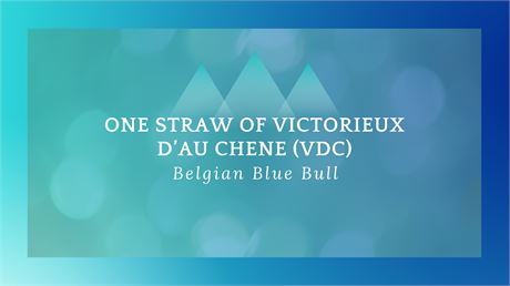 VDC - Victoieux D’au Chene (X1 Straw)