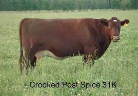 CROOKED POST SPICE 31K